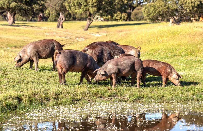 Cerdos ibéricos alimentándose en la dehesa
